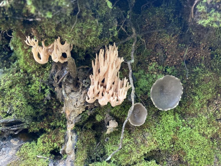 Wild mushroom coral fungus