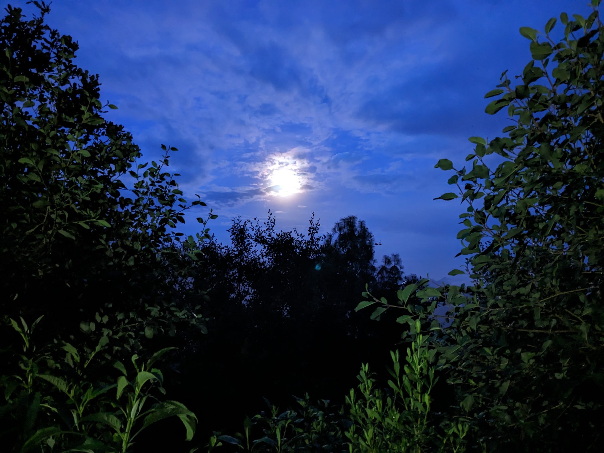 Moonrise through the trees above San José del Pacífico
